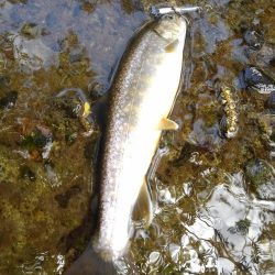 渓流ミノーイング